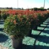 Glansmispel Als Bolvorm (Photinia Fraseri 'Carré Rouge') -PlantenPracht Winkel photiniacarrerougebal03 2
