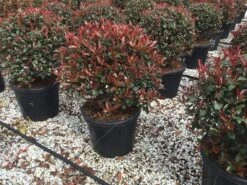 Glansmispel Als Bolvorm (Photinia Fraseri 'Carré Rouge') -PlantenPracht Winkel photiniacarrerougebal04