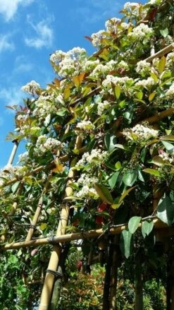 Glansmispel Als Leiboom (Photinia Fraseri 'Red Robin') -PlantenPracht Winkel photinialeiboom01 1