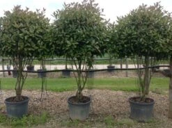 Meerstammige Glansmispel (Photinia Fraseri 'Red Robin') -PlantenPracht Winkel photiniaredrobinmeerstammig01