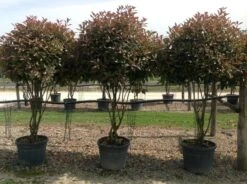 Meerstammige Glansmispel (Photinia Fraseri 'Red Robin') -PlantenPracht Winkel photiniaredrobinmeerstammig02 1