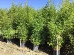 Bamboe (Phyllostachys Aurea) -PlantenPracht Winkel phyllostachus aurea 150 200cm