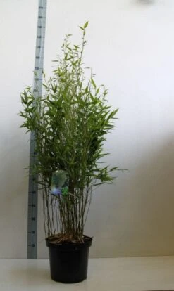 Bamboe (Phyllostachys Bissetii) -PlantenPracht Winkel phyllostachus bissetii 100 125 cm co. 10l kopie 1