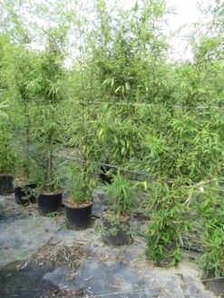 Bamboe (Phyllostachys Aurea) -PlantenPracht Winkel phyllostachys