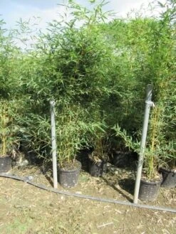 Bamboe (Phyllostachys Aurea) -PlantenPracht Winkel phyllostachys 3