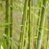 Bamboe (Phyllostachys Aurea)