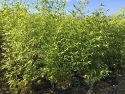 Bamboe (Phyllostachys Aurea) -PlantenPracht Winkel phyllostachys aurea 100 125cm c5