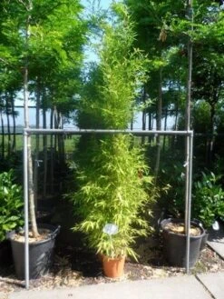 Bamboe (Phyllostachys Aurea) -PlantenPracht Winkel phyllostachys aurea 175 200 c12