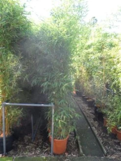 Bamboe (Phyllostachys Aurea) -PlantenPracht Winkel phyllostachys aurea 200 250 c25