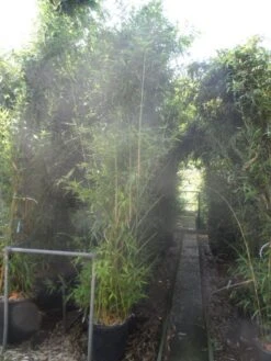 Bamboe (Phyllostachys Aurea) -PlantenPracht Winkel phyllostachys aurea 250 300 c35