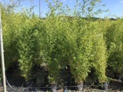 Bamboe (Phyllostachys Aureosulcata 'Spectabilis') -PlantenPracht Winkel phyllostachys aureosulcata spectabilis 100125