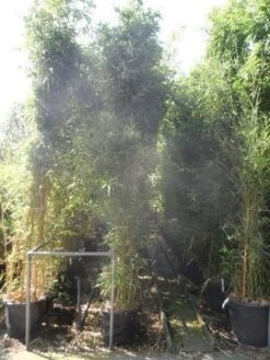 Bamboe (Phyllostachys Bissetii) -PlantenPracht Winkel phyllostachys bissetii 250 300 c35