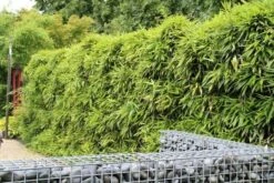 Bamboe (Phyllostachys Bissetii) -PlantenPracht Winkel phyllostachys bissetti 1