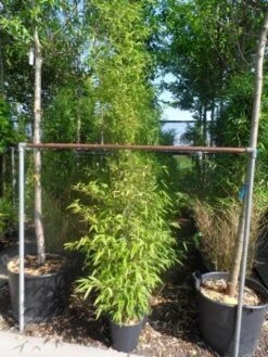 Bamboe (Phyllostachys Nigra) -PlantenPracht Winkel phyllostachys nigra 150 200 c12