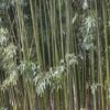 Bamboe (Phyllostachys Viridiglaucescens) -PlantenPracht Winkel phyllostachys viridis glaucescens