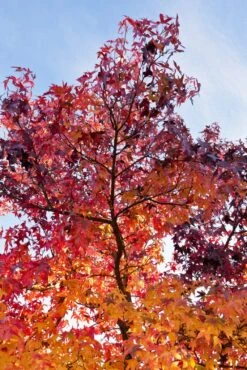 Grote Amberboom (Liquidambar Styraciflua 'Worplesdon')