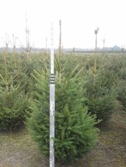 Fijnspar (Picea Abies) -PlantenPracht Winkel picea abies 125 150 5 1