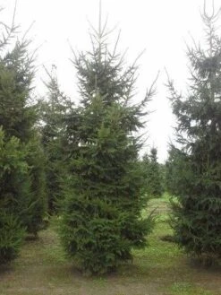 Fijnspar (Picea Abies) -PlantenPracht Winkel picea abies 2 450 500 1