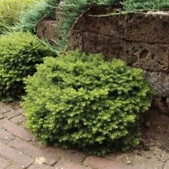 Kussenspar (Picea Abies 'Little Gem') -PlantenPracht Winkel picea abies little gem