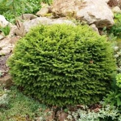 Spar (Picea Abies 'Nidiformis') -PlantenPracht Winkel picea abies nidiformis 2