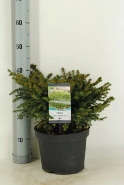 Spar (Picea Abies 'Nidiformis') -PlantenPracht Winkel picea abies nidiformis c5 m