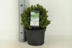 Kogelspar (Picea Glauca 'Alberta Globe') -PlantenPracht Winkel picea glauca alberta globe c5 m 1