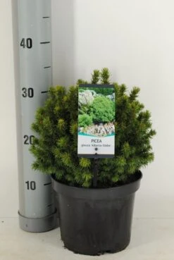 Kogelspar (Picea Glauca 'Alberta Globe') -PlantenPracht Winkel picea glauca alberta globe winter c3 m 1