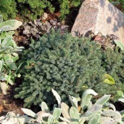 Dwergspar (Picea Glauca 'Echiniformis') -PlantenPracht Winkel picea glauca echiniformis 1