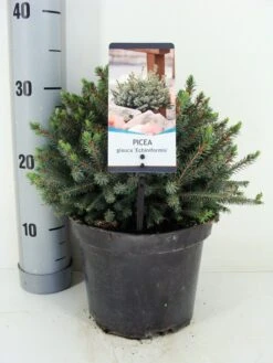 Dwergspar (Picea Glauca 'Echiniformis') -PlantenPracht Winkel picea glauca echiniformis zomer c3 m