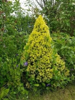 Witte Alberta Spar (Picea Glauca 'J.W. Daisy's White') -PlantenPracht Winkel picea glauca j.w. daisy s white