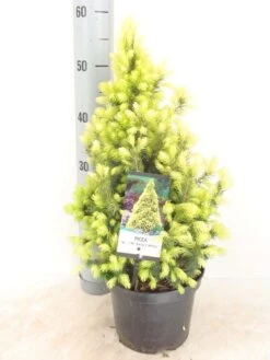 Witte Alberta Spar (Picea Glauca 'J.W. Daisy's White')