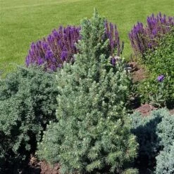 Blauwe Alberta Spar (Picea Glauca Sander's Blue) -PlantenPracht Winkel picea glauca sander s blue