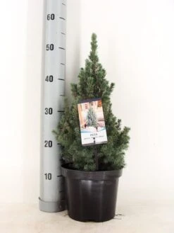 Blauwe Alberta Spar (Picea Glauca Sander's Blue) -PlantenPracht Winkel picea glauca sander s blue 30 40 c3 m