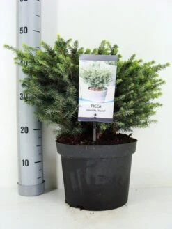 Servische Spar (Picea Omorika 'Karel') -PlantenPracht Winkel picea omorika karel zomer c5 m