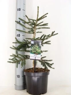 Kaukasische Spar (Picea Orientalis 'Aureospicata') -PlantenPracht Winkel picea orientalis aureospicata winter c3 m 1