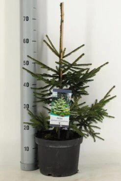 Kaukasische Spar (Picea Orientalis 'Aureospicata') -PlantenPracht Winkel picea orientalis aureospicata winter c5 m