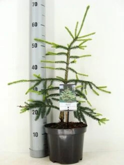 Kaukasische Spar (Picea Orientalis 'Aureospicata') -PlantenPracht Winkel picea orientalis aureospicata zomer c3 m