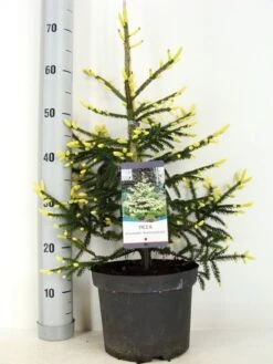 Kaukasische Spar (Picea Orientalis 'Aureospicata') -PlantenPracht Winkel picea orientalis aureospicata zomer c5 m
