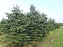 Blauwspar (Picea Pungens 'Glauca') -PlantenPracht Winkel picea p glauca 300 350