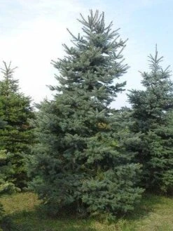 Blauwspar (Picea Pungens 'Glauca') -PlantenPracht Winkel picea p glauca 300 350 1 1