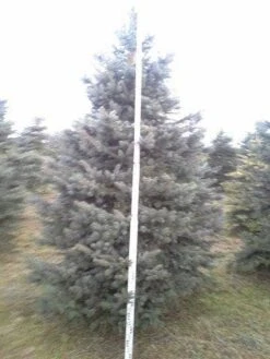 Blauwspar (Picea Pungens 'Glauca') -PlantenPracht Winkel picea p glauca 350 1