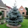 Blauwspar (Picea Pungens 'Glauca') -PlantenPracht Winkel picea pungens glauca