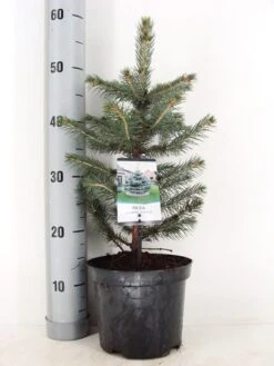 Blauwspar (Picea Pungens 'Glauca') -PlantenPracht Winkel picea pungens glauca c3 m