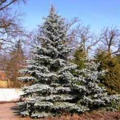 Spar (Picea Pungens 'Hoopsii') -PlantenPracht Winkel picea pungens hoopsii