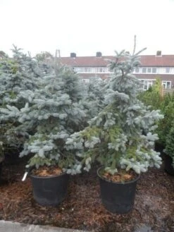 Spar (Picea Pungens 'Hoopsii') -PlantenPracht Winkel picea pungens hoopsii 125 150 175 200 aanlegkwaliteit