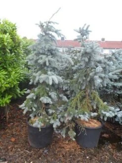 Spar (Picea Pungens 'Hoopsii') -PlantenPracht Winkel picea pungens hoopsii 125 150 175 200 aanlegkwaliteit 1