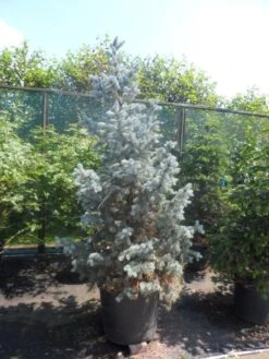 Spar (Picea Pungens 'Hoopsii') -PlantenPracht Winkel picea pungens hoopsii 175 200 250