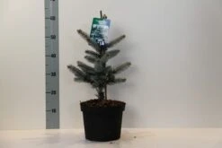 Spar (Picea Pungens 'Hoopsii') -PlantenPracht Winkel picea pungens hoopsii 30 40 cm c5
