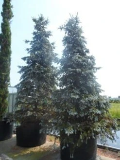 Spar (Picea Pungens 'Hoopsii') -PlantenPracht Winkel picea pungens hoopsii 400 500 600 c1000