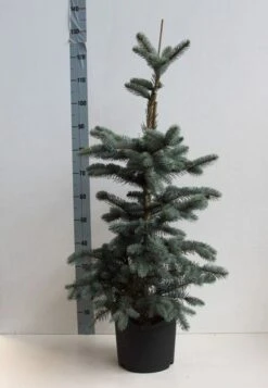 Spar (Picea Pungens 'Hoopsii') -PlantenPracht Winkel picea pungens hoopsii 60 80 cm co. 7.5l kopie kopie